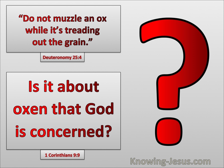 1 Corinthians 9:9 Do Not Muzzel An Ox Is Is Oxen That God Is Concerned Bout (gray)